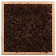 SCANDIAMOSS Pramo 室內空氣淨化植物 苔蘚 居家裝飾植物 方形畫框, 畫框(樺木), 苔蘚(棕色)