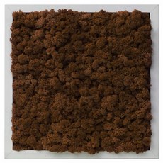 SCANDIAMOSS Pramo 室內空氣淨化植物 苔蘚 居家裝飾植物 方形畫框, 畫框(白色), 苔蘚(棕色)