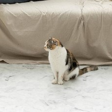 디팡 반려동물 미끄럼방지 폴딩 매트, 시크 마블, 1개