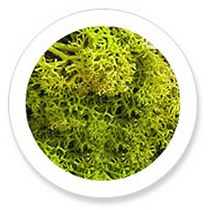 flowertree SoKoob 圓形斯堪地亞相框 春天綠 P, 1個