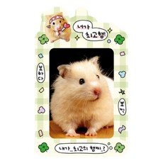 manet 小卡套 + 鑰匙圈套組, 綠色 + 黃色(幸運倉鼠), 1張