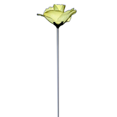 Bandi 反光花, 黃色