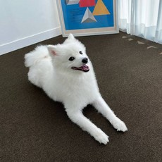 Cheonil Carpet 寵物防滑墊, 8 深木色, 10個