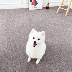 Cheonil Carpet 寵物防滑墊, 4 淺棕色, 10個