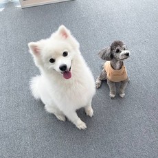 Cheonil Carpet 寵物防滑墊, 0 淺灰色, 10個