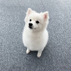 Cheonil Carpet 寵物防滑墊, 1 灰色, 10個