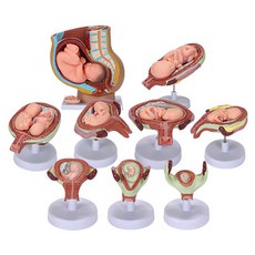 Kes.B Cass B自然胎兒發育模型組, 1組
