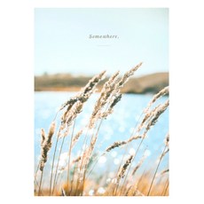 PLEPLE Somewhere 每週無時效日誌 + 4款照片小卡組, 蘆葦(日誌), 1套