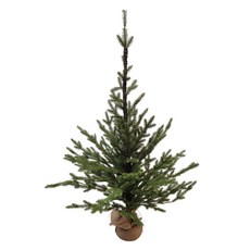 Marsh Marigold聖誕無裝飾歐風樹, 綠色, 高度120cm