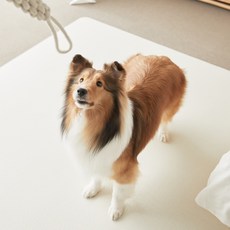 바키 반려동물 미끄럼방지 매트, 바키 아이보리, 1개