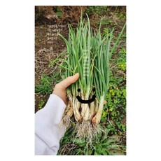 活下去的信, 鄭清羅, 普波, 崔成鉉, 金美秀, 崔基榮, 李河妍, 琴昌榮, 裴露, 卓, 니은기역