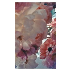 FicTionDle a boy cuts a flower ： 少年剪紅, 一個男孩剪一朵花(소년전홍), 小說們(fictiondle), 張宇哲 (作者), 不適用