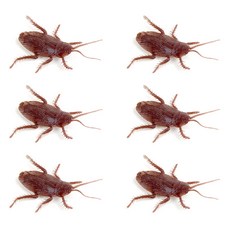 逼真蟑螂模型, 單一顏色, 6個