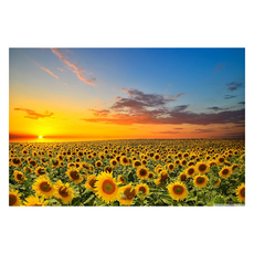 消磨時間風景拼圖, 1個, 向日葵海