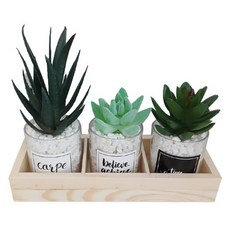 簡約風仿真迷你仙人掌多肉植物3件組, 1套, 混合色