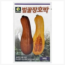 다농 벌꿀 장호박 씨앗 30p, 1개