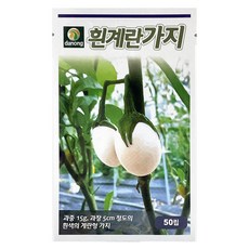 다농 흰계란 가지 씨앗 50p, 1개