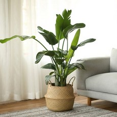 code86 室內裝飾藤編花盆套籃, 1個