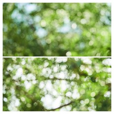 대한 사진 촬영 소품 자연풍경 양면 배경지 초록빛 풍경, 1개, PABP-PGB 803