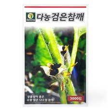 다농 검은참깨 씨앗 3000p, 1개