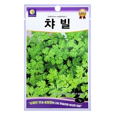 다농 챠빌 씨앗 1g, 1개