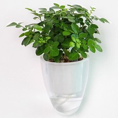 홈플로우 투명 원뿔형 벽걸이 플라스틱 벽고정 나사형 화분, 화이트, 1개