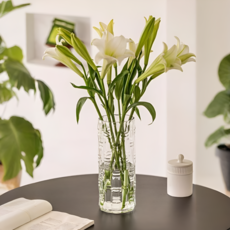 Vivid House 幸運竹長型植物風格花瓶, 1個, 透明