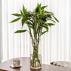 비비드하우스 개운죽 긴 식물 스타일 화병, 투명