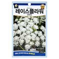 다농 레이스플라워 아미 씨앗 100p, 1개