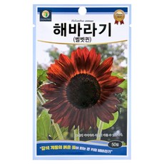 다농 해바라기 벨벳퀸 씨앗 50p, 1개