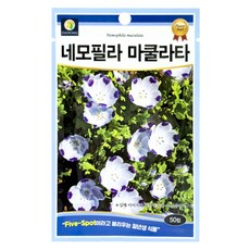 다농 네모필라 마쿨라타 씨앗 50p, 1개