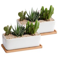 Milda 多肉植物花盆 2入, 2個