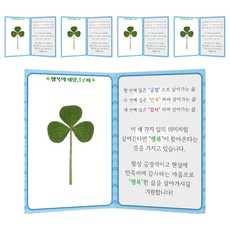 럭키심볼 행복의 세잎클로버 생화 투명 코팅카드 5p + 폴더카드 5p 세트, 혼합색상, 1세트