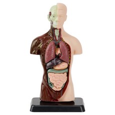 Kes.B Nature 人體解剖模型套組, 請參考詳細說明