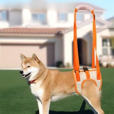蕉蕉購物 狗狗後腿輔助帶, 橙色, 1個