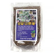 에스엔물류 산야초 다육이 선인장 난초 분재, 혼합색상, 1개