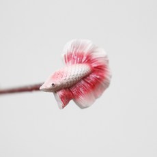 미미네아쿠아 블링블링 베타 플레어링 레드, 2개