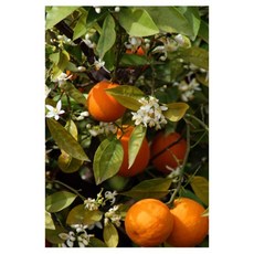 The Flow Commerce VINTAGE FILM 感性海報 05