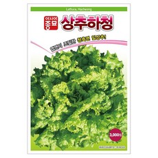 아시아종묘 상추하청 씨앗 3000p, 1개