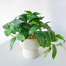 Floral M 花藝 室內清新翡翠小精靈仿真植栽, 1個, 綠色