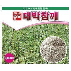아시아종묘 무코팅 대박참깨 씨앗 3000p, 1개