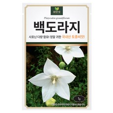 다농 백도라지 씨앗 1g, 1개 1개