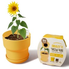 메이크정글 빅 가드닝 키트, 해바라기