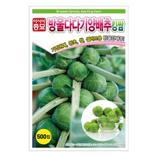 아시아종묘 방울 다다기 양배추 킹쌈 씨앗 500p, 1개