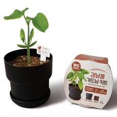 메이크정글 빅 가드닝 키트 식물 키우기, 강낭콩