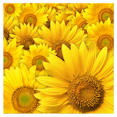 Market Ring 多款室內裝飾畫 向日葵 Type 22, 無框