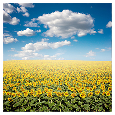 Market Ring 多款室內裝飾畫 向日葵 款式26, 無框