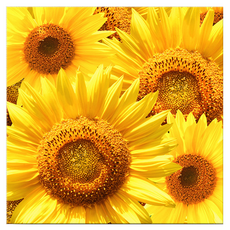 Market Ring 各式室內裝飾畫 向日葵 Type 23, 無框