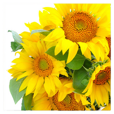 Market Ring 各式室內裝飾畫 向日葵 款式17, 無框