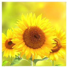 Market Ring 各式室內裝飾畫 向日葵 款式4, 無框